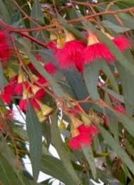 Watercolor red and yellow gortenzia flower. Eucalyptus Leucoxylon Rosea Red Flowered Yellow Gum Hardy Trees Online Supplier Uk For Sale