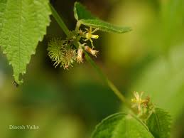 Image result for Triumfetta annua