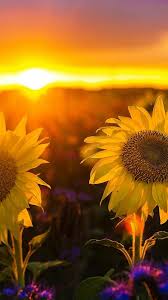 Find the best sunset wallpapers on getwallpapers. Sunflowers At Sunset Wallpapers Wallpaper Cave