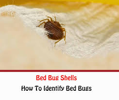 Generally it takes at least seven weeks for a bed. Bed Bug Shells Casings And Skins How To Identify Bedbugs Getridofallthings Com