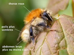 C'est un insecte pacifique qui se laisse approcher, et même caresser. Le Bourdon Des Champs Ou Bourdon Roux Quel Est Cet Animal