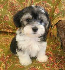 Akc, gorgeous, healthy and well socialized. Havanese Dog For Sale Petfinder