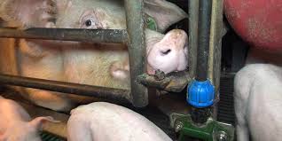 Several threads have been merged to create this one hi, not the most exciting question, but is there a different meaning for . Video Stop Au Supplice Des Cochons Dans Un Elevage Pres De Quimper