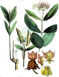 Image result for Ancylobothrys scandens