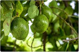 Health Benefits Of Avocado