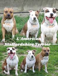 Some of the most prevalent colorations include brindle, brown, grey, tricolor, black, white and blue. L American Staffordshire Terrier French Edition Ebook Da Costa Pedro Amazon De Kindle Shop