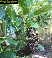 Image result for Zanthoxylum sp. A