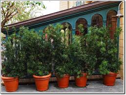 Plants are essential to the balance of nature and in people's lives. Plants Provide Privacy Dvcinfo Community