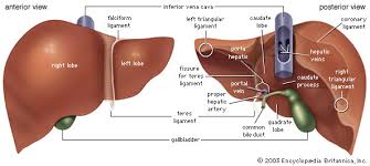 Sikkelvormig ligament) is een brede en dunne vouw van het. Anatomie Der Leber Health Life Media