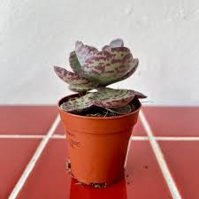 Image result for Kalanchoe humilis