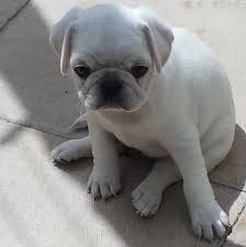 Black And Tan Pug Puppies For Sale Cute White Pug Puppy Cute Pugs Pugs Funny Baby Pug Dog