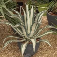 Image result for Agave americana