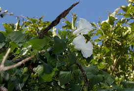 Image result for Ipomoea shupangensis