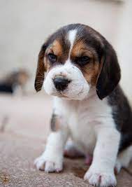 Baby Baby Beagle Beagle Puppy Beagle Dog