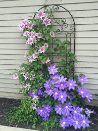 Spring hill nurseries 2 in. Pin By Tara Sprow On Flowers Backyard Landscaping Designs Backyard Landscaping Clematis Plants