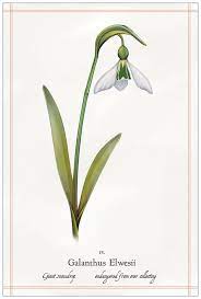 Snowdrop Sketch Căutare Google Botanical Drawings Botanical Illustration Sketches Of People