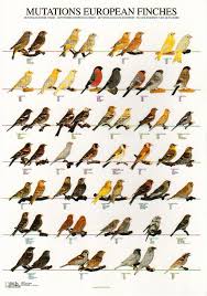 European Finches Uccelli Bird Breeds Pet Birds Bird Poster