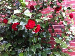 Check spelling or type a new query. Camellia Japonica Professor Sargent I Think This Is What I Have And In Mom S Yard Partial Shade Garden Shade Garden Plants