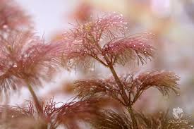 Image result for Limnophila crassifolia