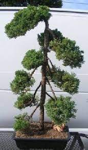 It's pom pom fruit day in the wild wilderness, the one day when all the fruit from the pom pom tree falls! Juniper Bonsai Tree For Sale Pom Pom Style Juniper Procumbens Nana Bonsai Tree Gardener