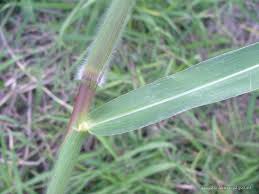 Image result for Urochloa arrecta