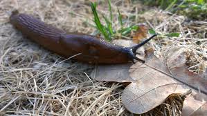 Any hissing sound is caused by the action of the water being drawn out of the putting enough table salt (sodium chloride) on the slug will kill it, but the salt can be bad for your lawn or other plants too. Slugs Snails How To Get Rid Of Slugs And Snails In The Garden The Old Farmer S Almanac