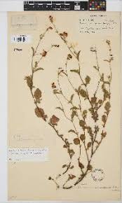 Image result for Hermannia parvula