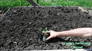 Here's a quick visual guide to some of the easiest vegetables to grow from seed. How To Transplant Watermelon Seedlings How To Transplant Cantaloupe Seedlings Youtube