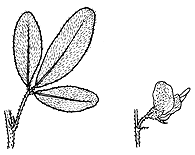 Image result for Crotalaria distans