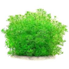 Image result for Eriosema pentaphyllum