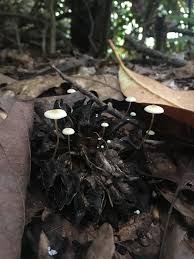 Image result for Strobilurus conigenoides