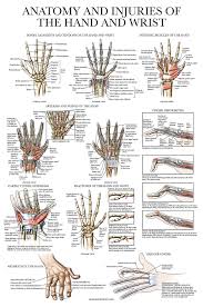 Image result for Normal Anatomic Position of the Hand and Wrist