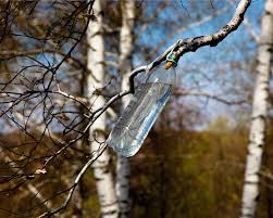 Afbeeldingsresultaat voor berkenboom met fles voor sap