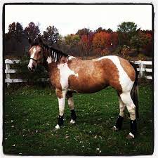 Buckskin is a hair coat color of horses, referring to a color that resembles certain shades of tanned deerskin. My Favorite Horse Color Buckskin Paint With Dapples American Paint Horse Beautiful Horses Horse Painting