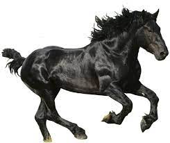 Black Horse Png By Lg Design On Deviantart Black Horse Horses Free Horses