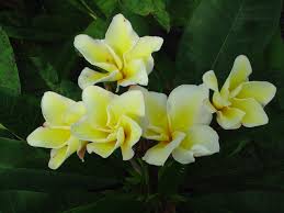 Image result for Vangueria proschii