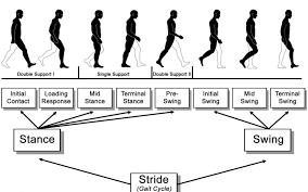 phases of the gait cycle gait analysis protokinetics