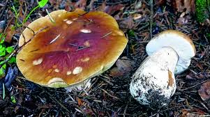 Ob der steinpilz ausreichend getrocknet ist, erkennt man an konsistenz und gewicht der trockenpilze. Steinpilze Lieben Sauren Boden Baden Online Nachrichten Der Ortenau Offenburger Tageblatt