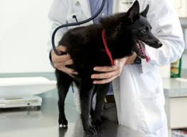 Academia edu is a platform for academics to share research papers. Ospitalitate Cum SÄƒ Deschizi Un Hotel Pentru Animale Plan De Afaceri Hotel Pentru Animale Echipamente È™i Documente Necesare