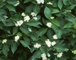 Image result for Sericorema sericea