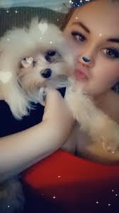 Missing support dog in Seffner area, Kingsway/Wheeler