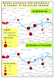 Image result for Bothriocline ugandensis