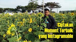 Budidaya unga matahari dan manfaat bunga penghasil kuaci. Taman Bunga Matahari Spot Baru Di Taman Wisata Karang Resik