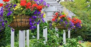 Image Result For Garden Centres And Nurseries In North East England Find Garden Centres In North East Hanging Flower Baskets Hanging Plants Hanging Plants Diy