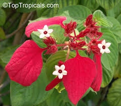 Image result for Mussaenda rivularis