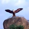 Garuda garuda pancasila sendiri adalah burung garuda yang sudah dikenal melalui mitologi kuno dalam sejarah bangsa indonesia, yaitu kendaraan wishnu yang menyerupai burung elang rajawali. 1