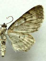 Image result for Eupithecia icterata