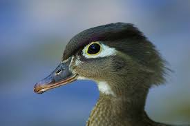 Cute Hen Wood Duck On The Little Buffalo River Life And Wildlife Wood Ducks Duck Waterfowl