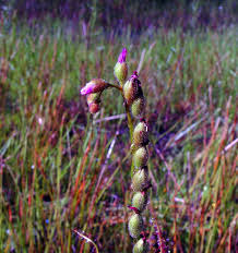 Image result for Secamone filiformis