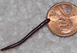 Kiwicare lawnpro protect can be sprinkled on soil and gravel areas where millipedes are found. Millipedes Horticulture And Home Pest News